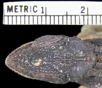 Media type: image; Herpetology R-42895